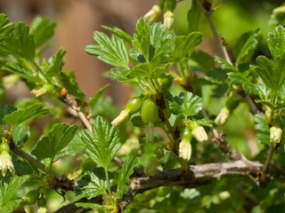 Unriped gooseberries On A Bush In The Garden