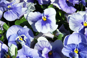 Pansies / Blue flowers in May in Moscow
