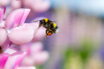 Bumblebee flying and pink flower