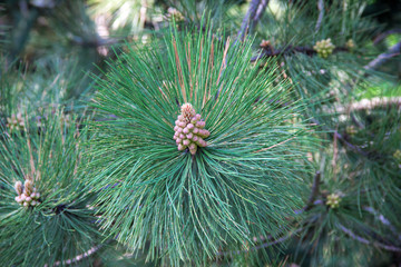 Naklejka na ściany i meble Green prickly branches of a fur-tree or pine with cone