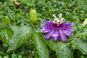 Passion fruit flower, Passiflora incarnata