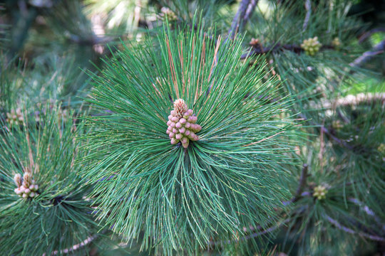 Green prickly branches of a fur-tree or pine with cone