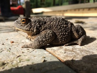ugly toad sitting on the wood floor.