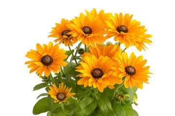 Rudbeckia hirta