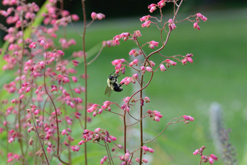 Bees in the Coralbells