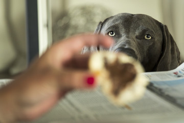 Hund bettelt