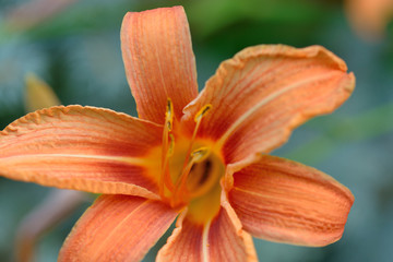 Tawny Daylily