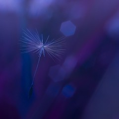 fluffy dandelion parachute close up