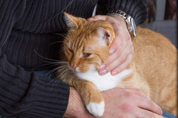 Besitzer krault seine Katze