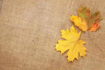 Autumn maple leaves over burlap texture background