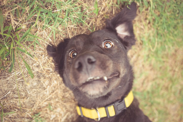 Mixed breed dog selfie photo - obrazy, fototapety, plakaty