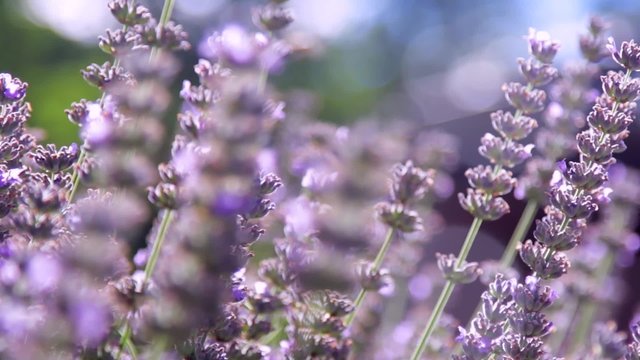 Lavanda
