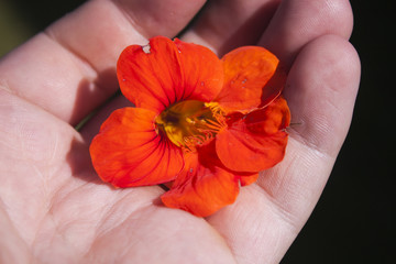Red cress flower