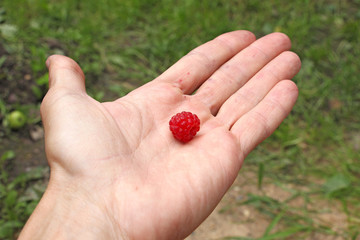 human hand holds single raspberry