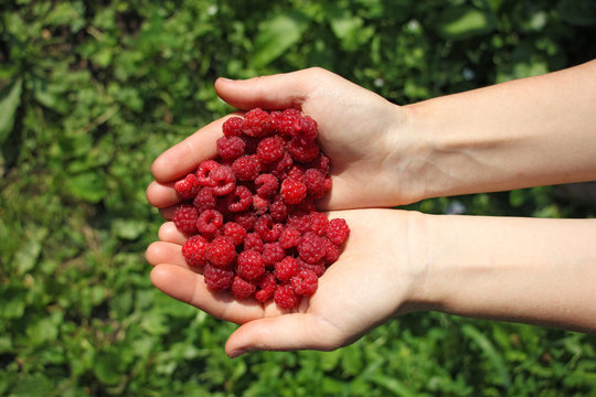 human hands holding a handful of wild raspberries