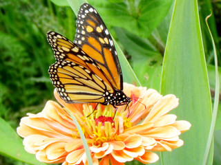  Toronto High Park monarch and  flower stamen 2015