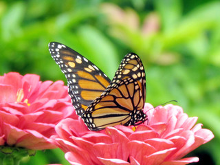 Fototapeta na wymiar Toronto High Park monarch on flowers 2015