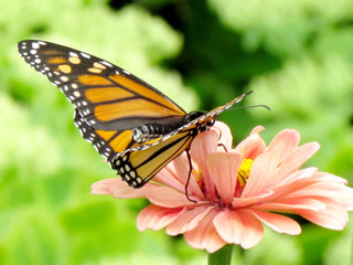  Toronto High Park monarch on pink flower 2015