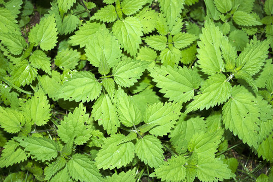 Brennnesseln, Brennessel, Urtica