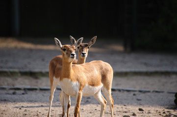 Two young deers