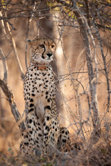 young cheetah sat in the bush