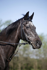 Head shot of a purebred black stallion on the farm