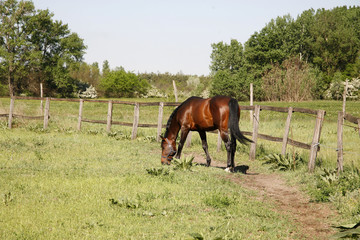 Beautiful purebred horse grazing in the summer meadow