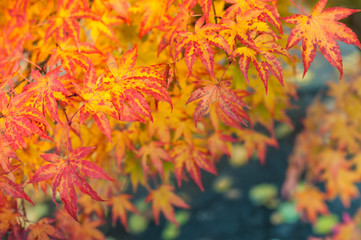 Leuchtendes Herbstlaub des Kanadischen Amberbaums, Indian Summer, Farbenspiel der Natur, Gartengehölze