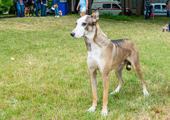 Mongrel dog. The mongrel dog is on the grass in the park.