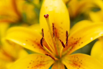 Yellow lily flowers.