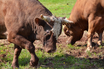 Bull wrestling in Bosnia