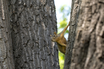 Curious Squirrel looking at the camera 