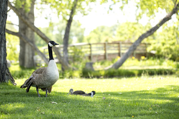 Mother and baby geese on the green grass
