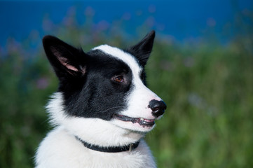 Husky dog closeup