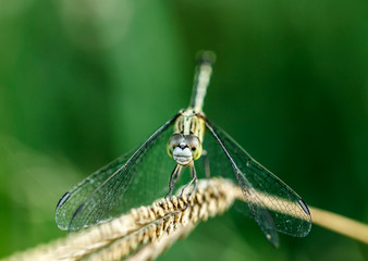 Dragonfly in the outdoors by natural