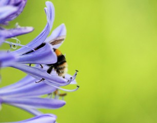 bee background bumble bee flower with copy space collecting pollen pollination African agapanthus (Agapathus africanus)  stock, photo, photograph, image, picture, press, 