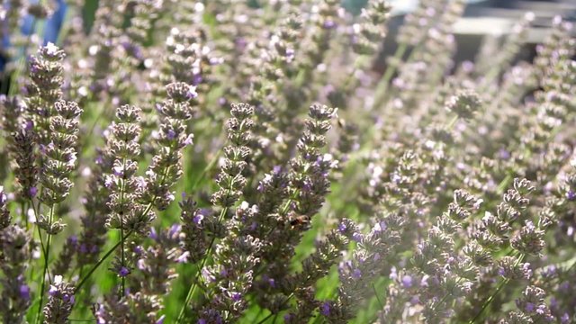 Lavanda