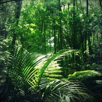 Fototapeta Jungle