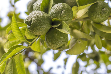 Green lemon on a tree