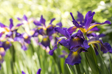 Iris violet en pleine floraison