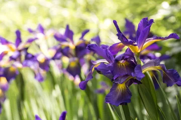 Deurstickers Iris Paarse Iris in volle bloei