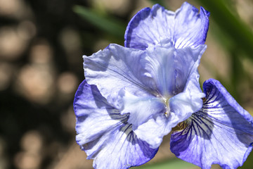 Purple Iris in full bloom