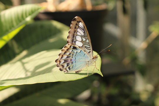 Blue "Clipper Butterfly" in Innsbruck, Austria. Its scientific name is Parthenos Sylvia, native to Southeast Asia. (No Photoshop, see my other butterfly images)