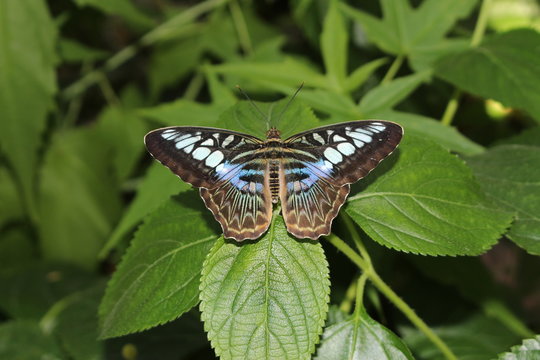 Blue "Clipper Butterfly" in Innsbruck, Austria. Its scientific name is Parthenos Sylvia, native to Southeast Asia. (No Photoshop, see my other butterfly images)