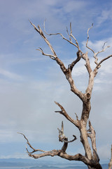 Beautiful dried branches in the forest with blue sky