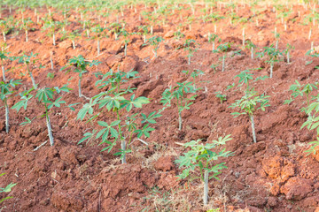 Cassava growth, asian plant