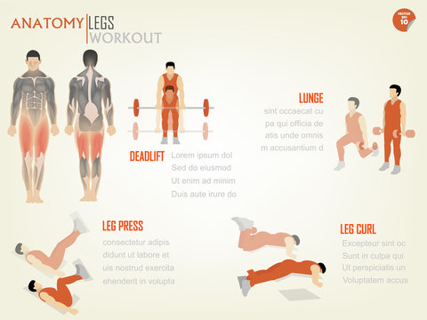 beautiful design info graphic of abdominal legs workout consist of deadlift,lunge,leg press and leg curl