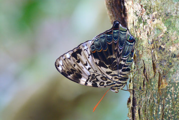 Butterfly ( Blue Begum) , Thailand