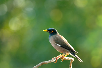 Bird (Common Myna) , Thailand