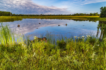 Beautiful swamp in Michigan in the morning